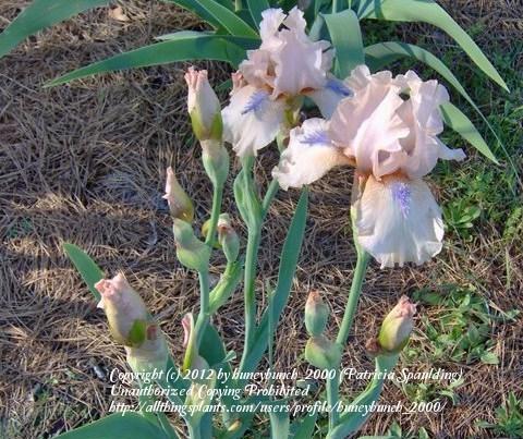 Photo of Intermediate Bearded Iris (Iris 'Concertina') uploaded by huneybunch_2000