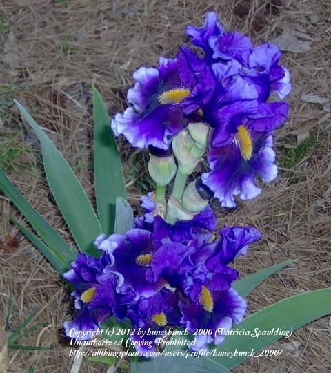 Photo of Tall Bearded Iris (Iris 'Deep Dark Secret') uploaded by huneybunch_2000