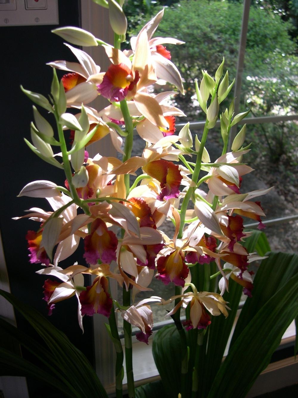 Photo of Orchid (Phaius) uploaded by rocklady