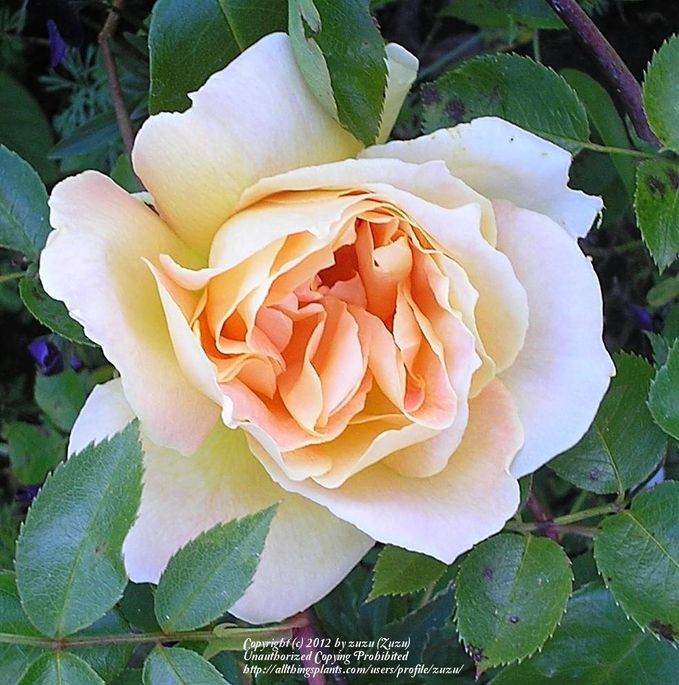 Photo of Rose (Rosa 'Helen Hayes') uploaded by zuzu