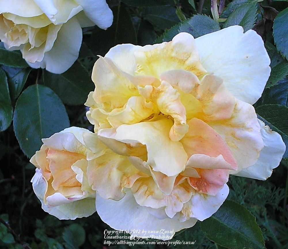 Photo of Rose (Rosa 'Helen Hayes') uploaded by zuzu
