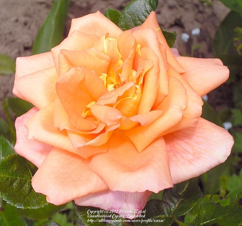 Photo of Rose (Rosa 'Heartbeat') uploaded by zuzu