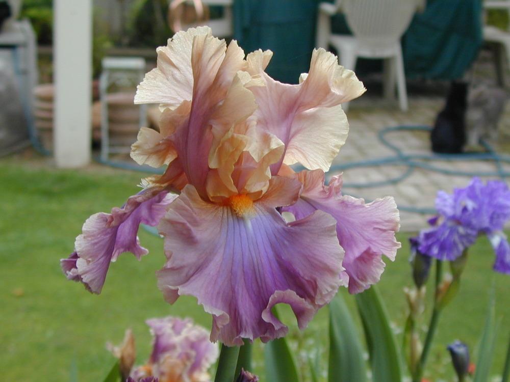Photo of Tall Bearded Iris (Iris 'Chasing Rainbows') uploaded by Betja