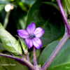 Cayenne Purple Flower