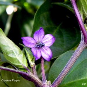 Cayenne Purple Flower