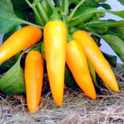 Location: Zone 5
Date: 2011-08-10
Bulgarian Carrot