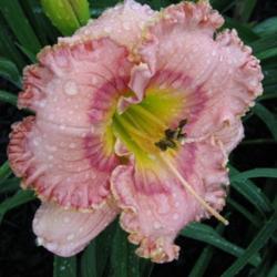 Location: Little Garden of Big Dreams - Dayton, KY
Date: 2010
Beautiful bloom after a rain shower