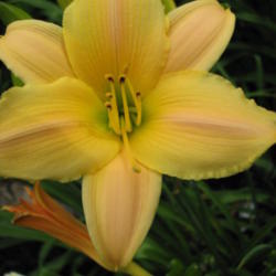 Location: Little Garden of Big Dreams - Dayton, KY
Date: 2008-06-22
this little flower glows!