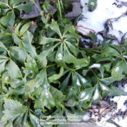 Location: My garden in Kentucky
Date: 2012-01-15
Another plant in different section of my garden