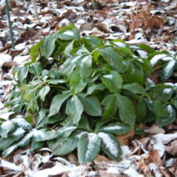 Location: My garden in Kentucky
Date: 2012-01-15