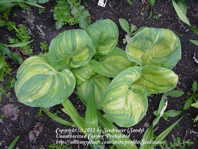 Photo of Hosta 'Galaxy' uploaded by Seedsower