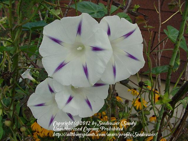 Photo of Tall Morning Glory (Ipomoea purpurea 'Milky Way') uploaded by Seedsower