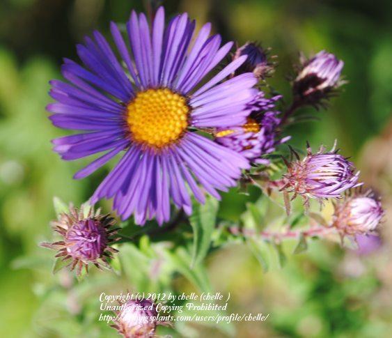 Photo of New England Aster (Symphyotrichum novae-angliae) uploaded by chelle