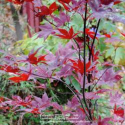 Location: My Northeastern Indiana Gardens - Zone 5b
Date: 2011-11-07
Fall leaf color is much brighter and more intensley red than it i