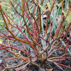 Location: My Northeastern Indiana Gardens - Zone 5b
Date: 2011-10-29
Stem colors and form on a newly planted specimen.