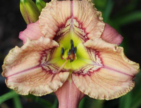 Photo of Daylily (Hemerocallis 'Complex Complexities') uploaded by vic