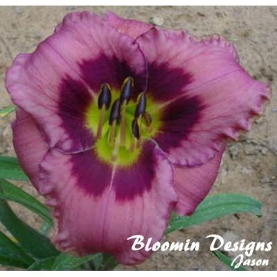 Photo of Daylily (Hemerocallis 'Always Afternoon') uploaded by vic