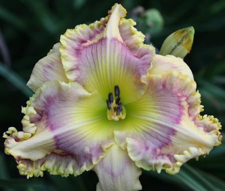 Photo of Daylily (Hemerocallis 'Golden-breasted Starling') uploaded by vic