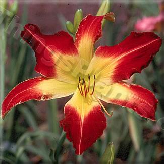 Photo of Daylily (Hemerocallis 'Spider to the Fly') uploaded by Calif_Sue