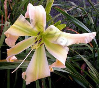 Photo of Daylily (Hemerocallis 'Some Enchanted Afternoon') uploaded by Calif_Sue