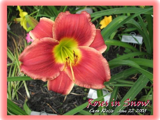 Photo of Daylily (Hemerocallis 'Roses in Snow') uploaded by Lilydaydreamer