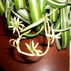 Location: home
Date: 2012-01-17
arching stems tipped with baby plants