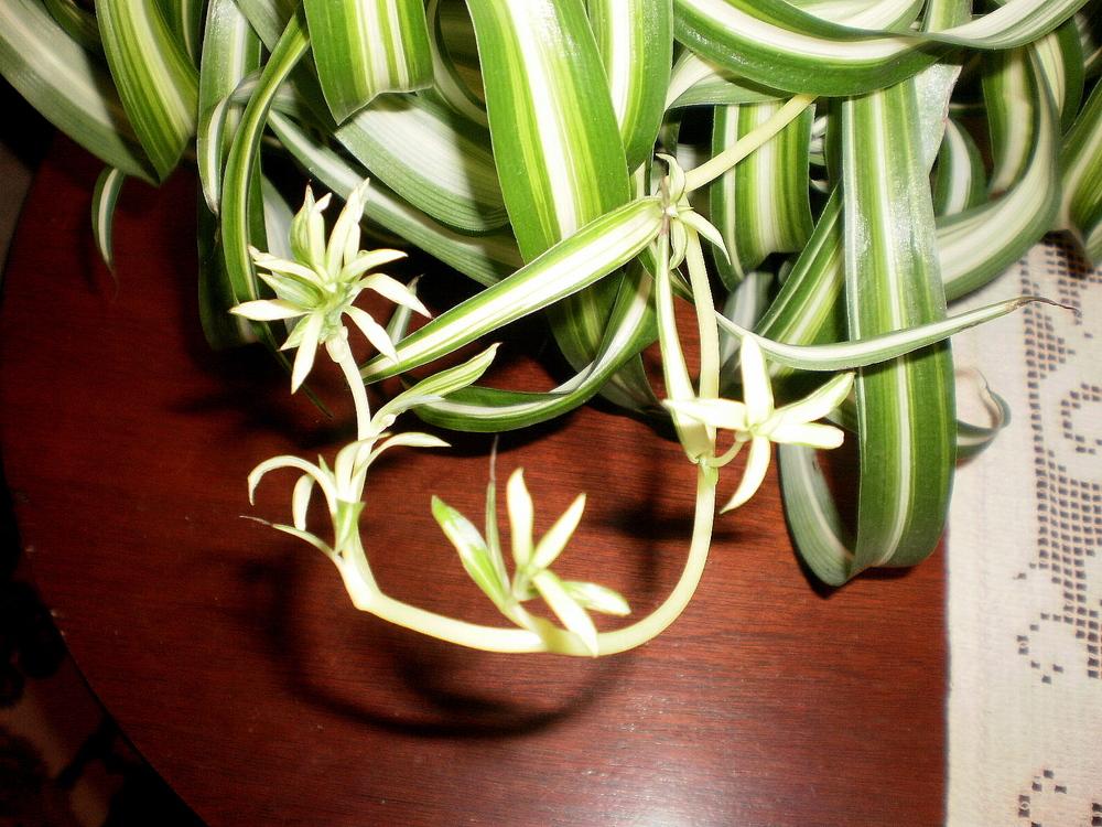 Photo of Curly Spider Plant (Chlorophytum comosum 'Bonnie') uploaded by SongofJoy