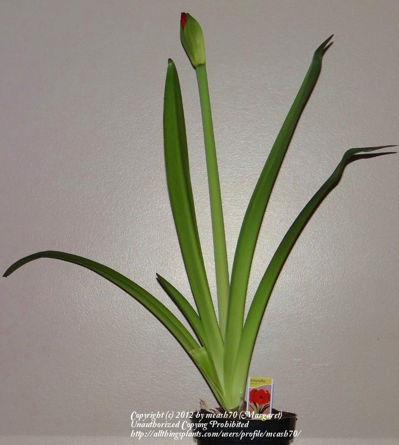 Photo of Amaryllis (Hippeastrum 'Red Lion') uploaded by mcash70