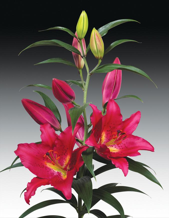 Photo of Lily (Lilium 'Tessala') uploaded by Calif_Sue