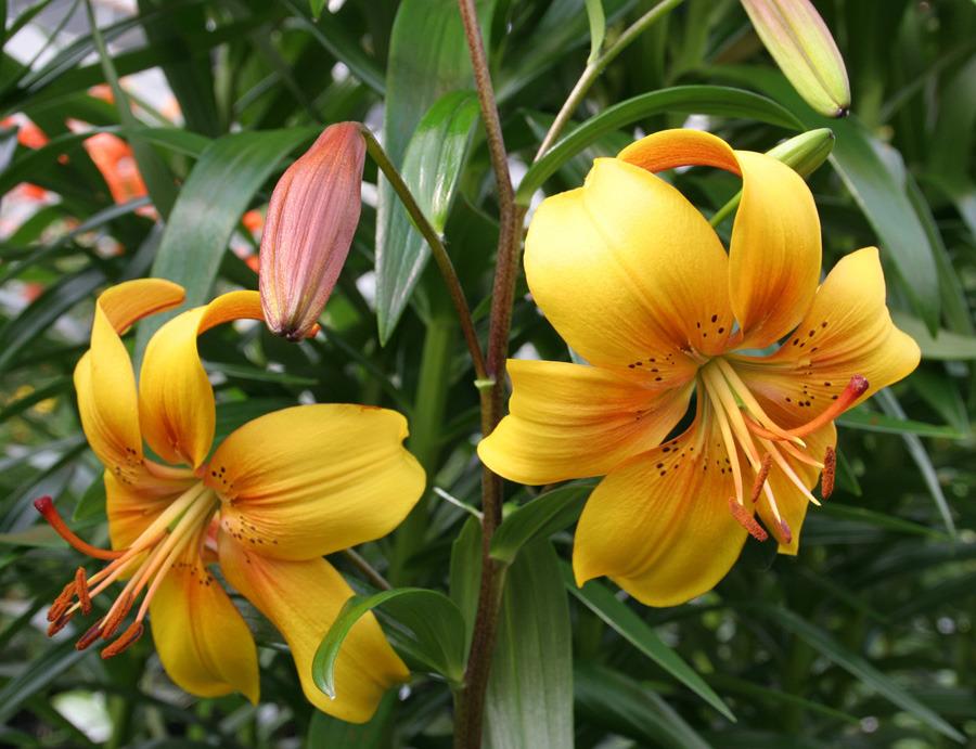 Photo of Lily (Lilium 'Chocolate Canary') uploaded by Calif_Sue