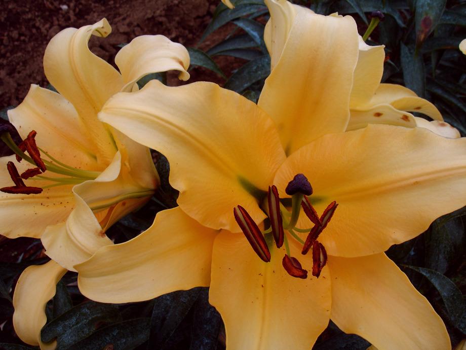 Photo of Lily (Lilium 'Corcovado') uploaded by Calif_Sue