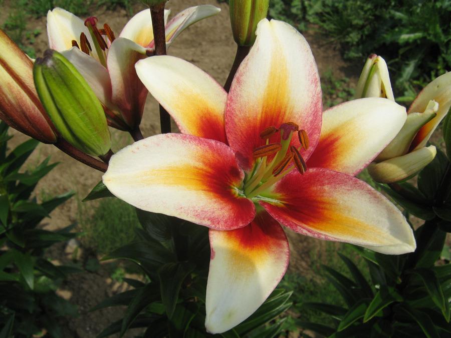 Photo of Lily (Lilium 'Tinos') uploaded by Calif_Sue