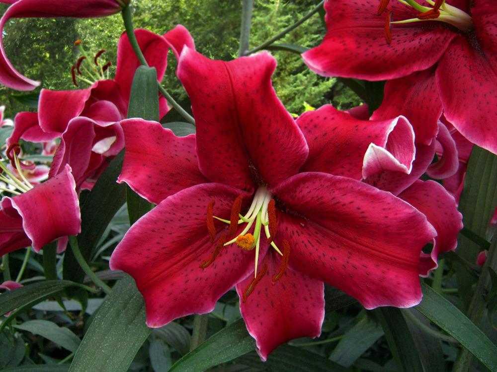 Photo of Lily (Lilium Rio Negro) uploaded by Calif_Sue