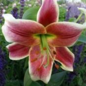 Photo courtesy of B&D Lilies  Used with Permission