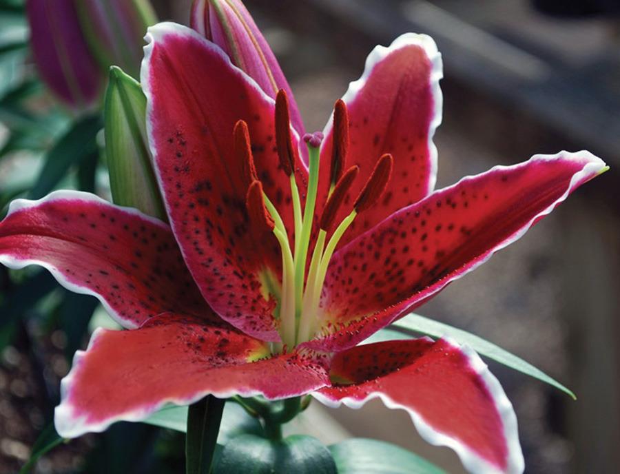 Photo of Lily (Lilium Lily Looks™ Sunny Grenada) uploaded by Calif_Sue
