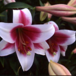 
Photo courtesy of B&D Lilies  Used with Permission