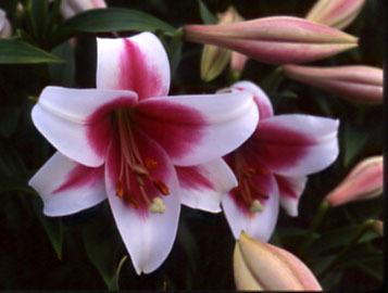 Photo of Lily (Lilium Triumphator) uploaded by Calif_Sue