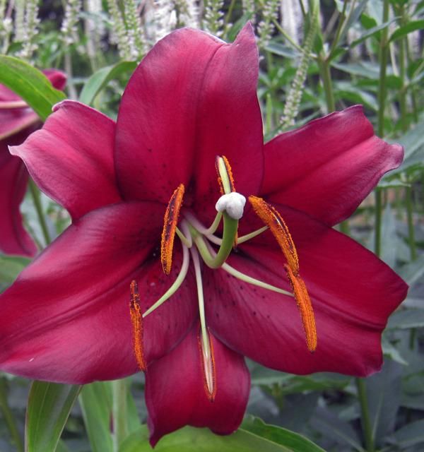 Photo of Lily (Lilium 'Mambo') uploaded by Calif_Sue