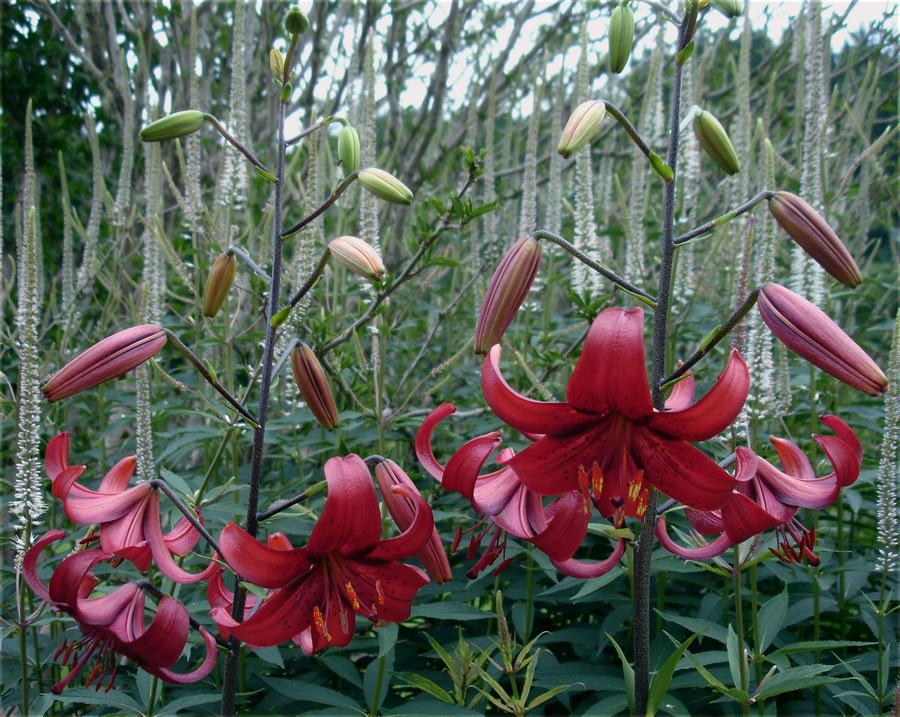 Photo of Lily (Lilium 'Red Velvet') uploaded by Calif_Sue