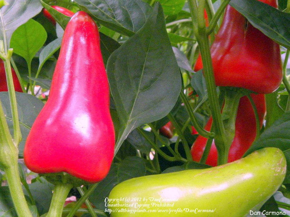 Photo of Hot Chili Pepper (Capsicum annuum 'Fresno') uploaded by DanCarmona