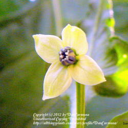 Location: Zone 5 Fort Wayne Indiana
Date: 2011-08-31
Trinidad Scorpion flower