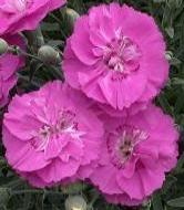 Photo of Cheddar Pinks (Dianthus Star Single™ Shooting Star) uploaded by vic