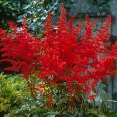 Photo of Astilbe 'Fanal' uploaded by vic