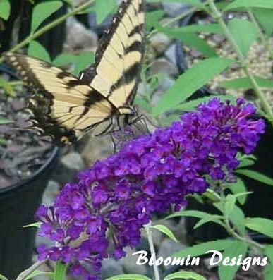 Photo of Butterfly Bush (Buddleja davidii 'Black Knight') uploaded by vic