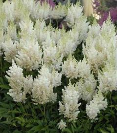 Photo of Astilbe 'Weisse Gloria' uploaded by vic
