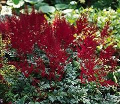 Photo of Astilbe Glow uploaded by vic