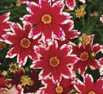 Photo of Hybrid Tickseed (Coreopsis Hardy Jewel™ Ruby Frost) uploaded by vic