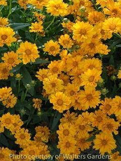 Photo of Tickseed (Coreopsis 'Jethro Tull') uploaded by vic