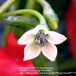 Location: Zone 5 Fort Wayne Indiana
Date: 2011-09-02
Turks Cap flower