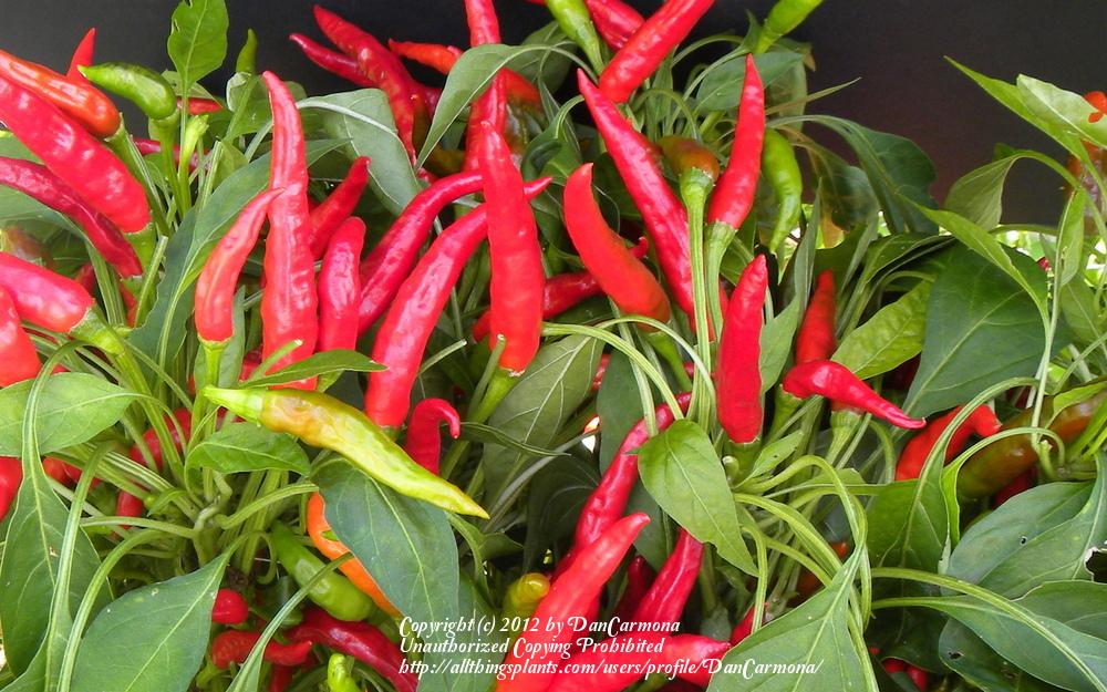 Photo of Hot Pepper (Capsicum annuum 'Takanotsume') uploaded by DanCarmona